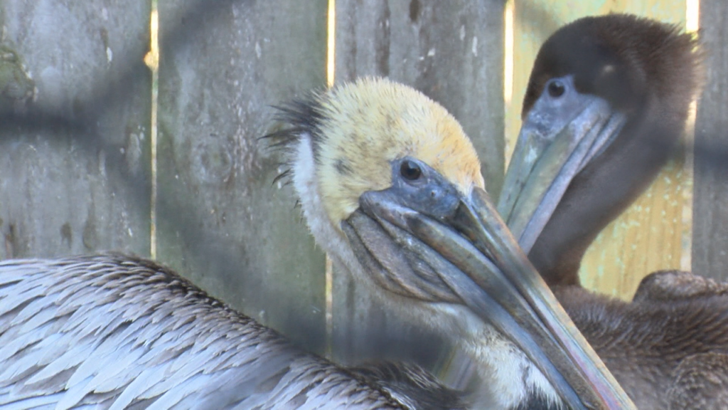 Pelican Outdoor Products – NJ & PA’s Largest Hot Tub, Pool and Patio Furniture Store